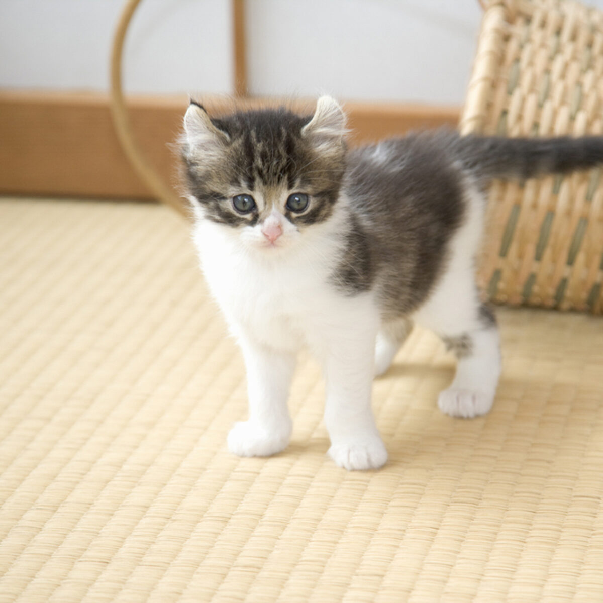 A lovely kitty with the bamboo basket